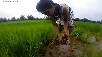 একটি আকর্ষণীয় এশিয়ান সৌন্দর্যের সাথে একটি ভাতের মাঠে গরম এনকাউন্টার